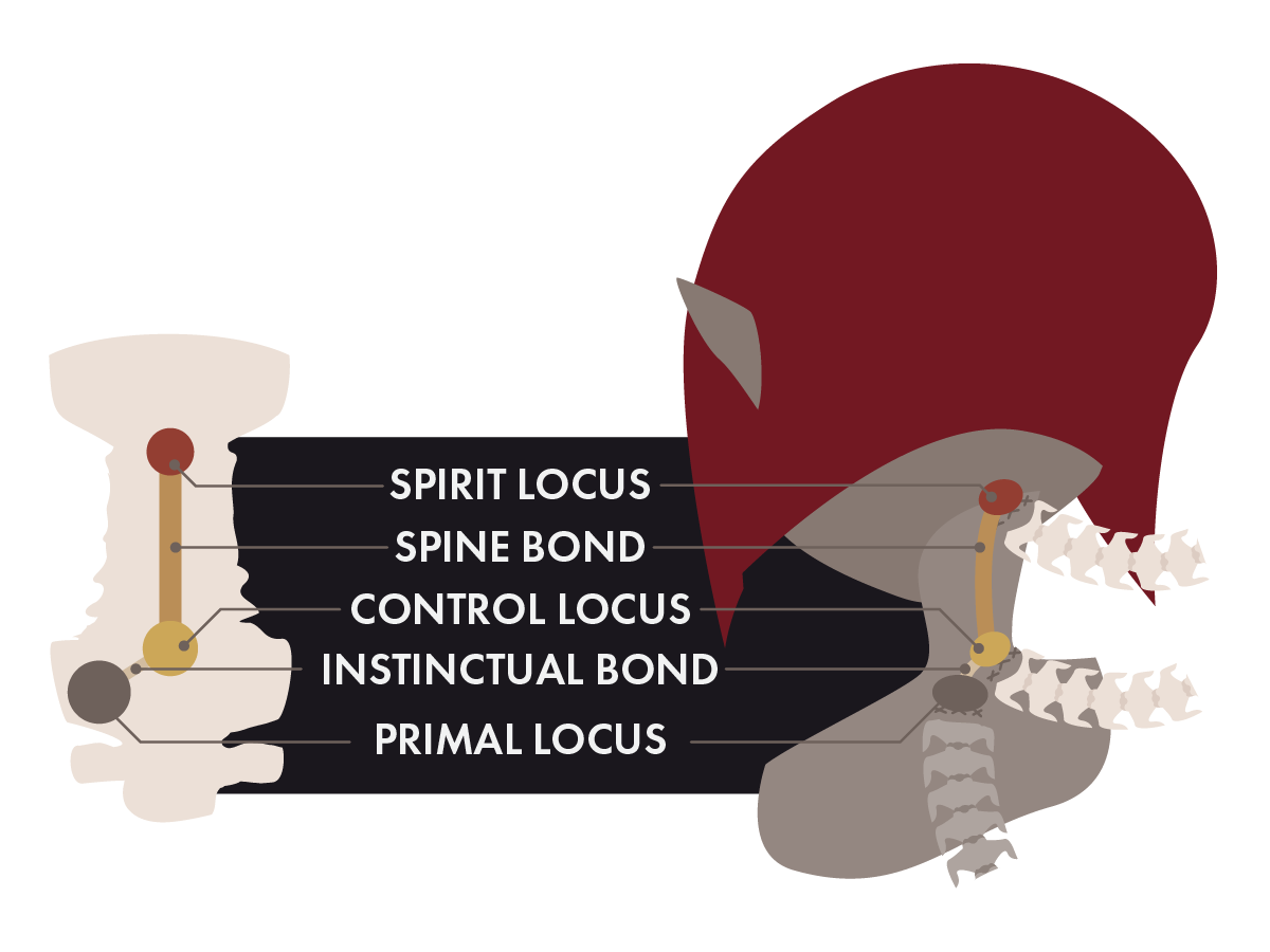 Basics of Spinegrafting: Locus and Bonds