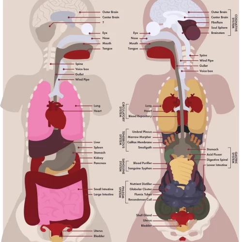 Elf anatomy medical diagram showing elven organs and internal structure.