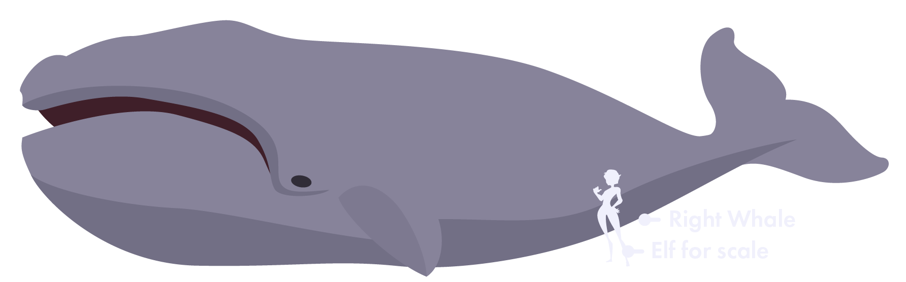 A right whale, so named because it contains the precious oil the elves use as money.