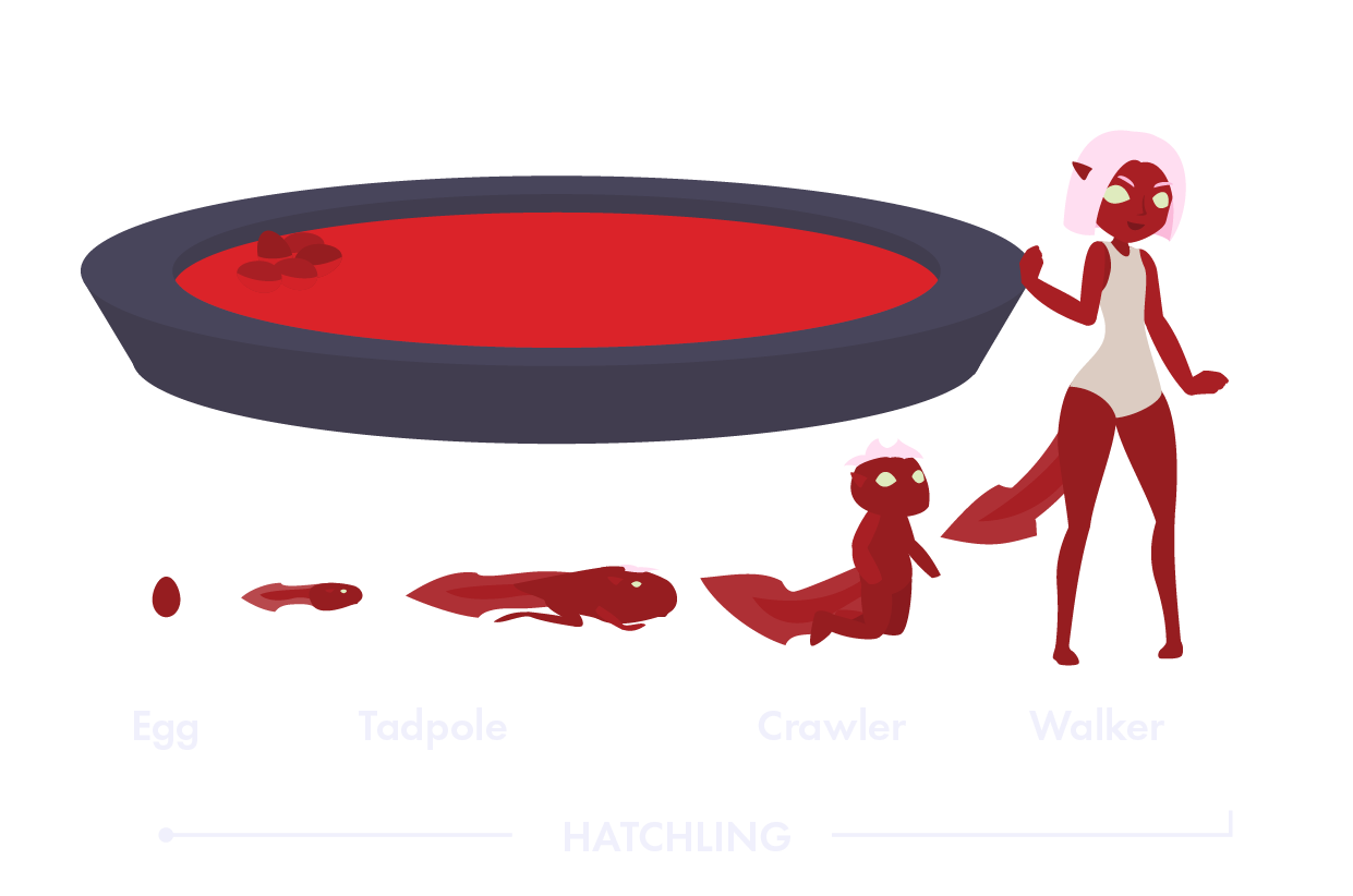 The early stages of an elf's life. Diagram showing an elf from egg growing up to a walking elf.